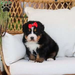 Princess Star, Bernese Mountain Dog Puppy